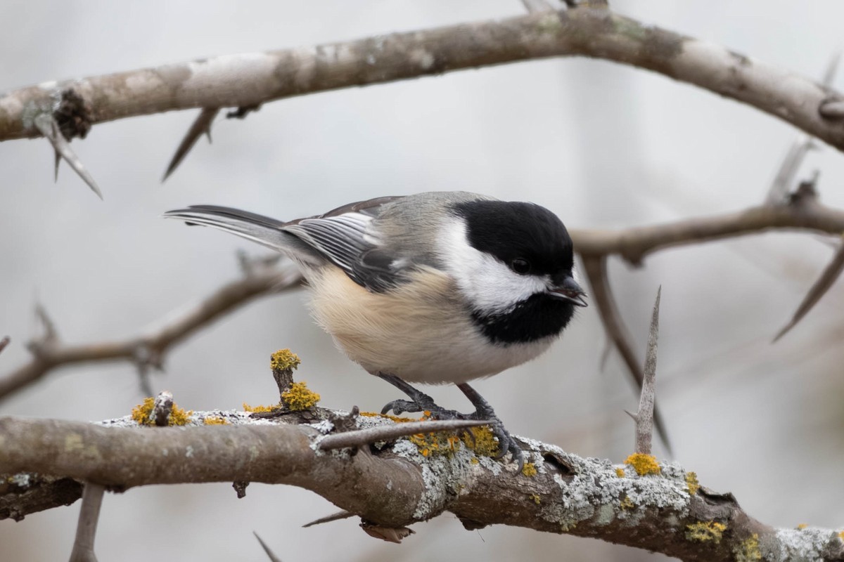 Black-capped Chickadee - ML646797337