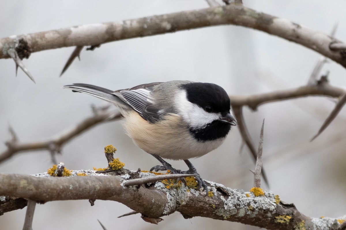 Black-capped Chickadee - ML646797338