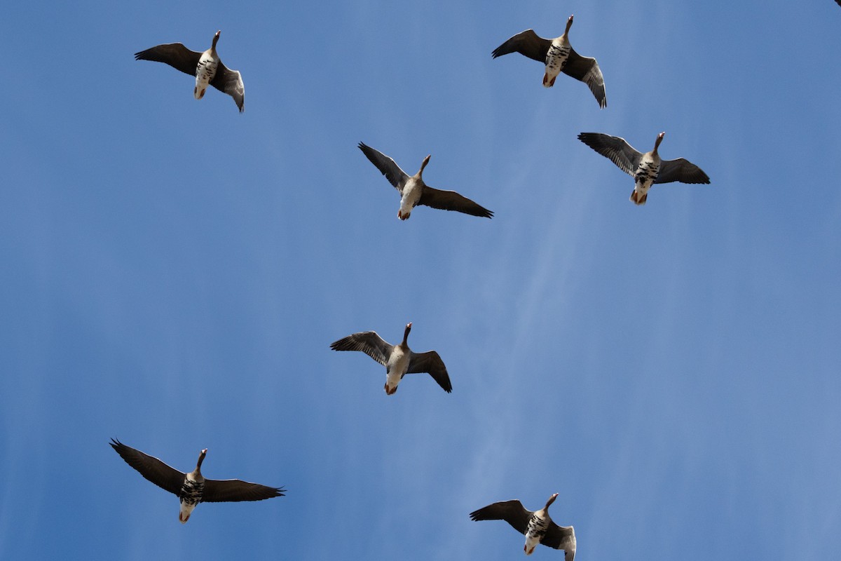 Sakarca - ML646797341