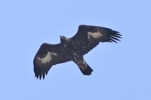 金鵰 - ML646797344