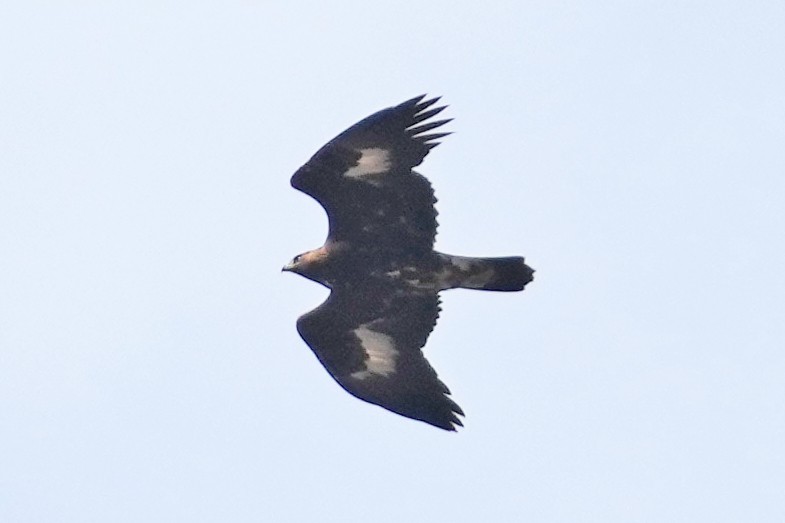 金鵰 - ML646797345