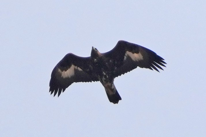 金鵰 - ML646797346