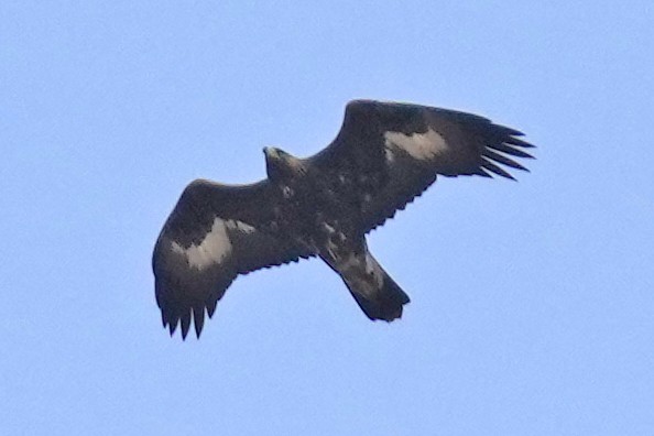 金鵰 - ML646797347