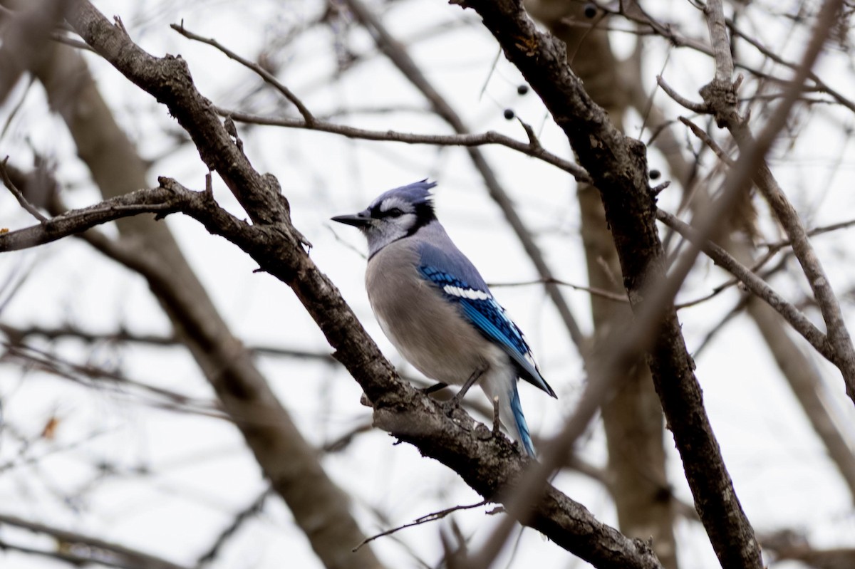 Blue Jay - ML646797348