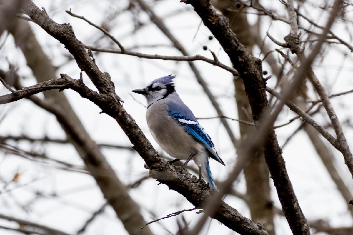 Blue Jay - ML646797349