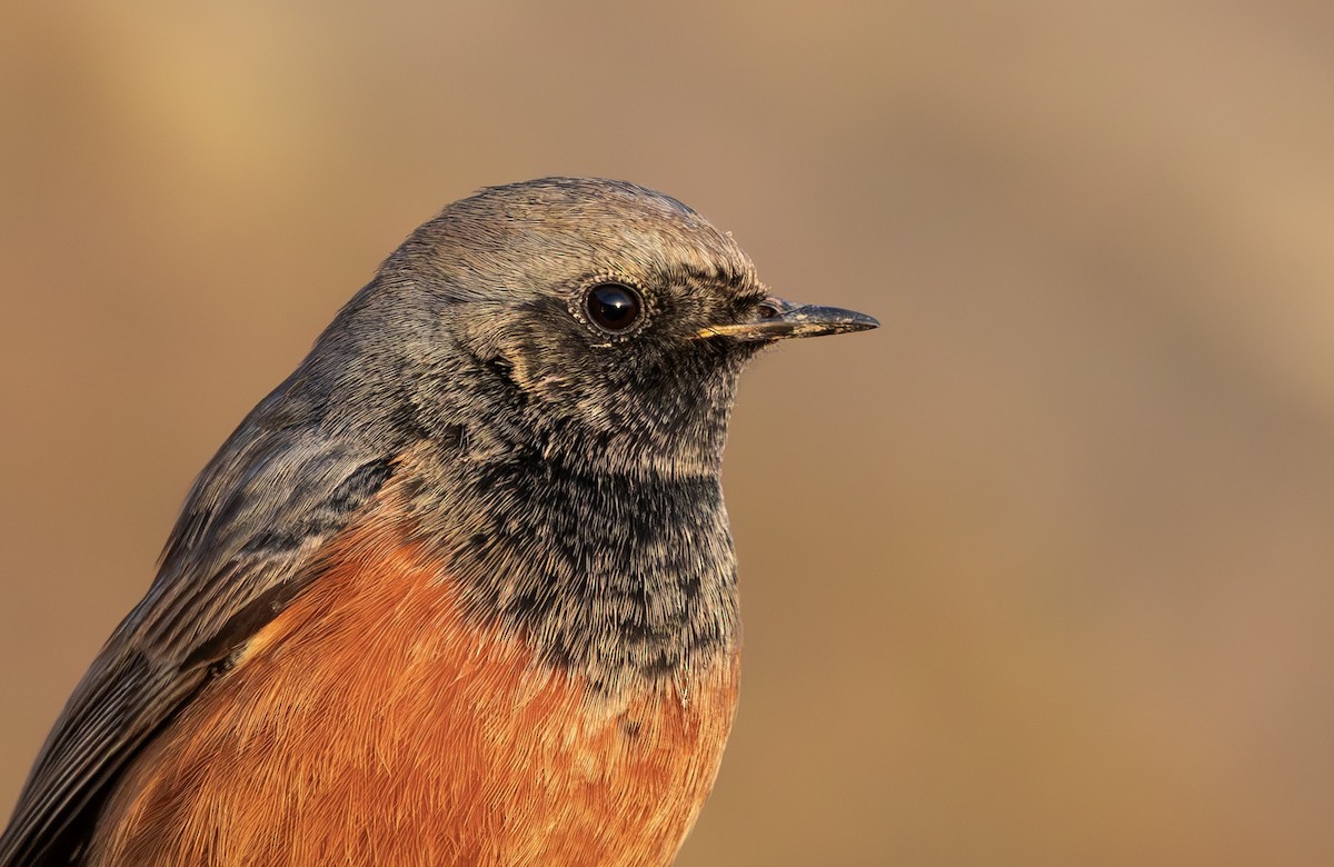 Hausrotschwanz [ochruros-Gruppe] - ML646797351