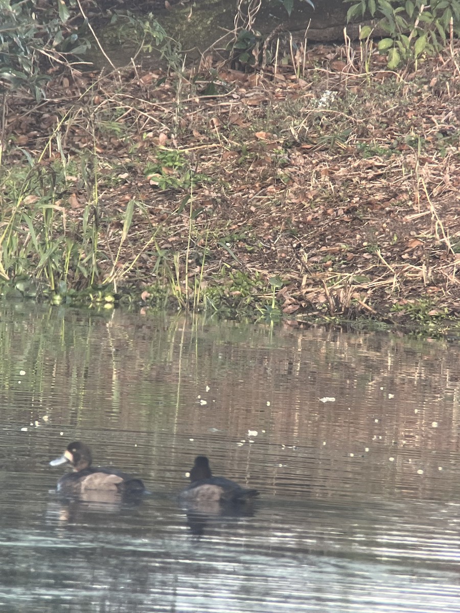 Морская чернеть - ML646797354