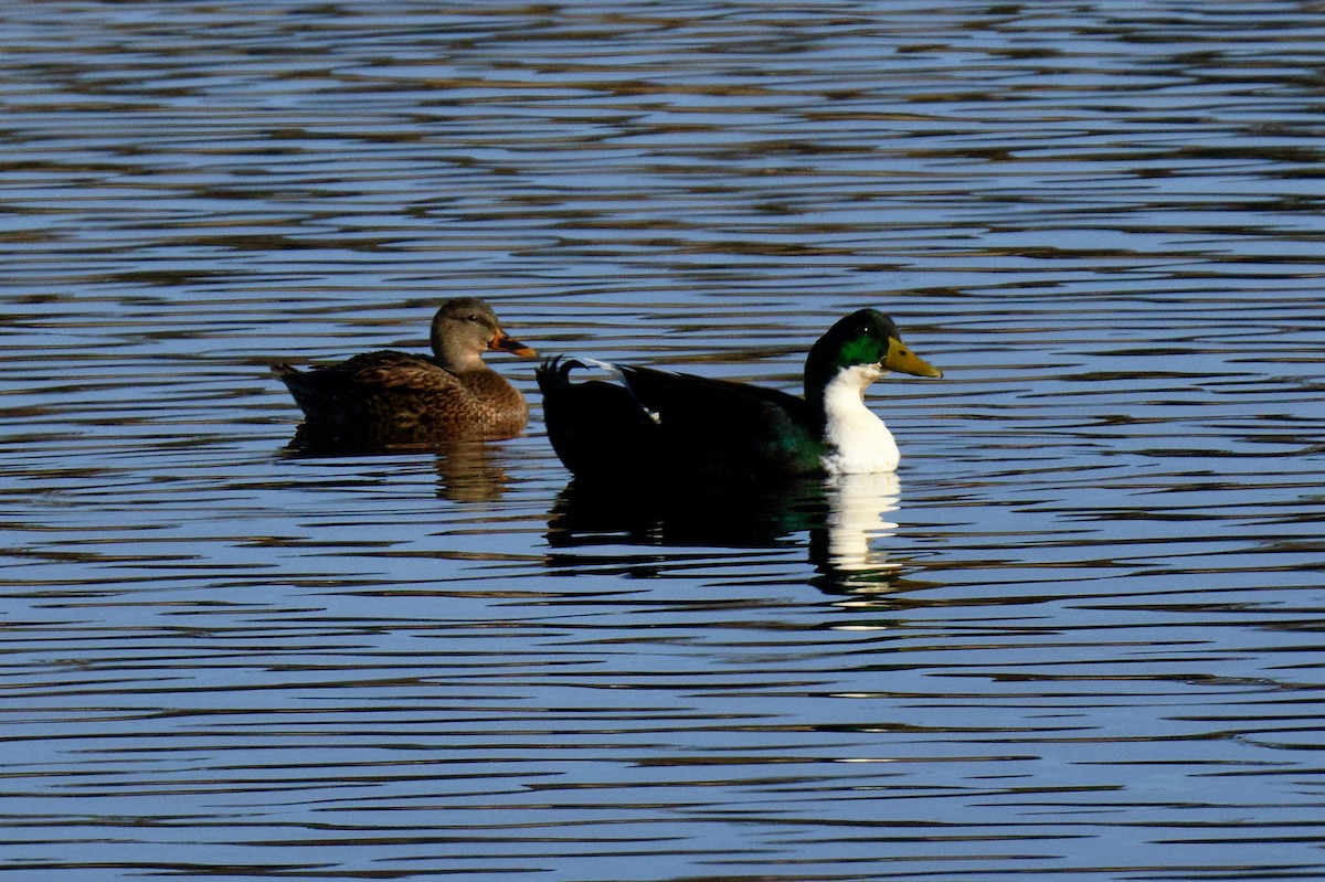 Mallard (Domestic type) - ML646797355