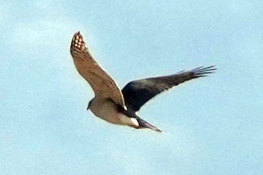 蒼鷹 - ML646797357