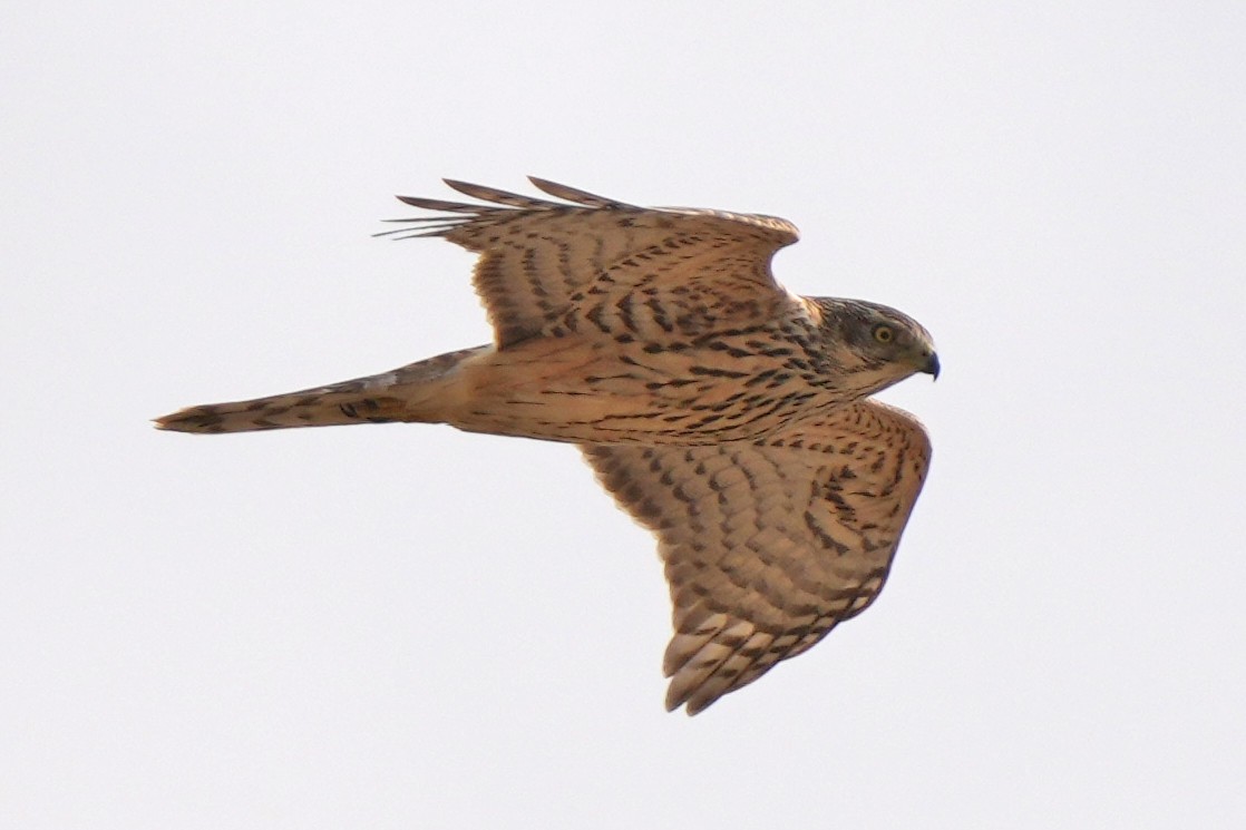 蒼鷹 - ML646797358