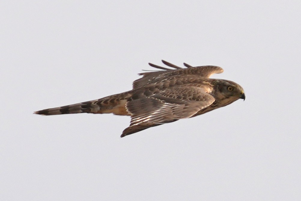 蒼鷹 - ML646797359