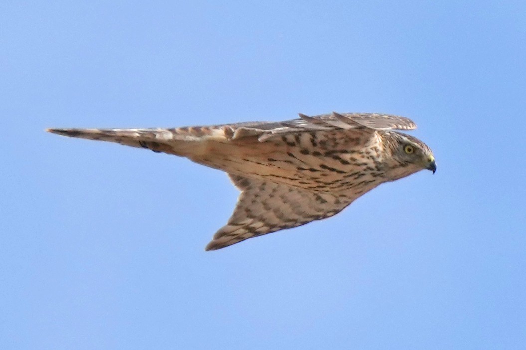 蒼鷹 - ML646797360