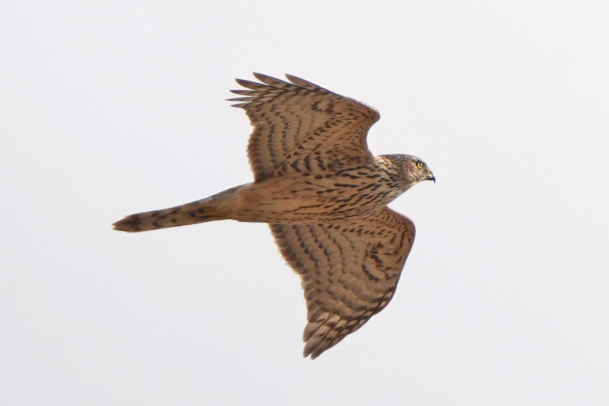 蒼鷹 - ML646797361