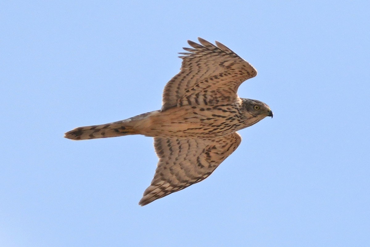 蒼鷹 - ML646797362