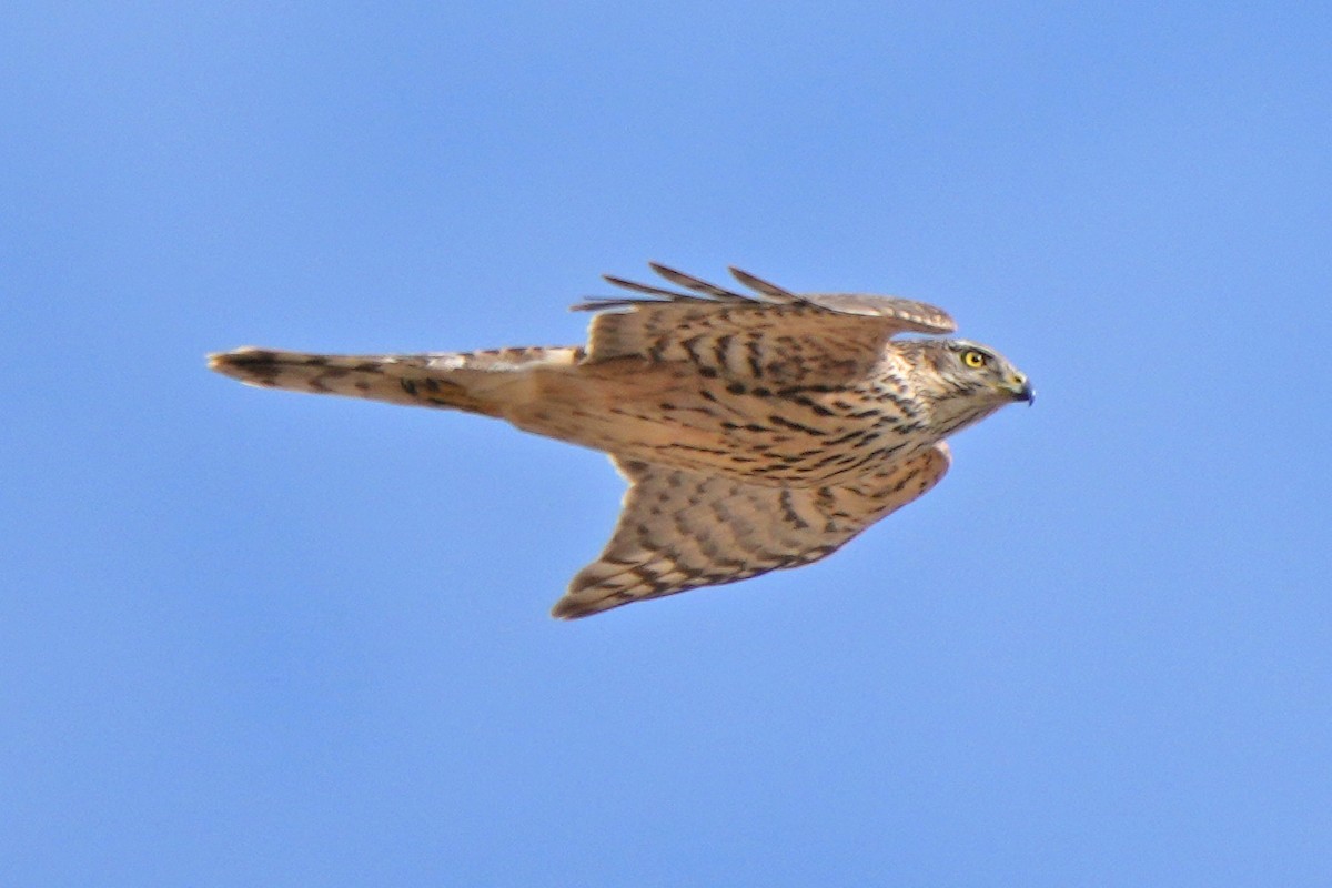 蒼鷹 - ML646797367