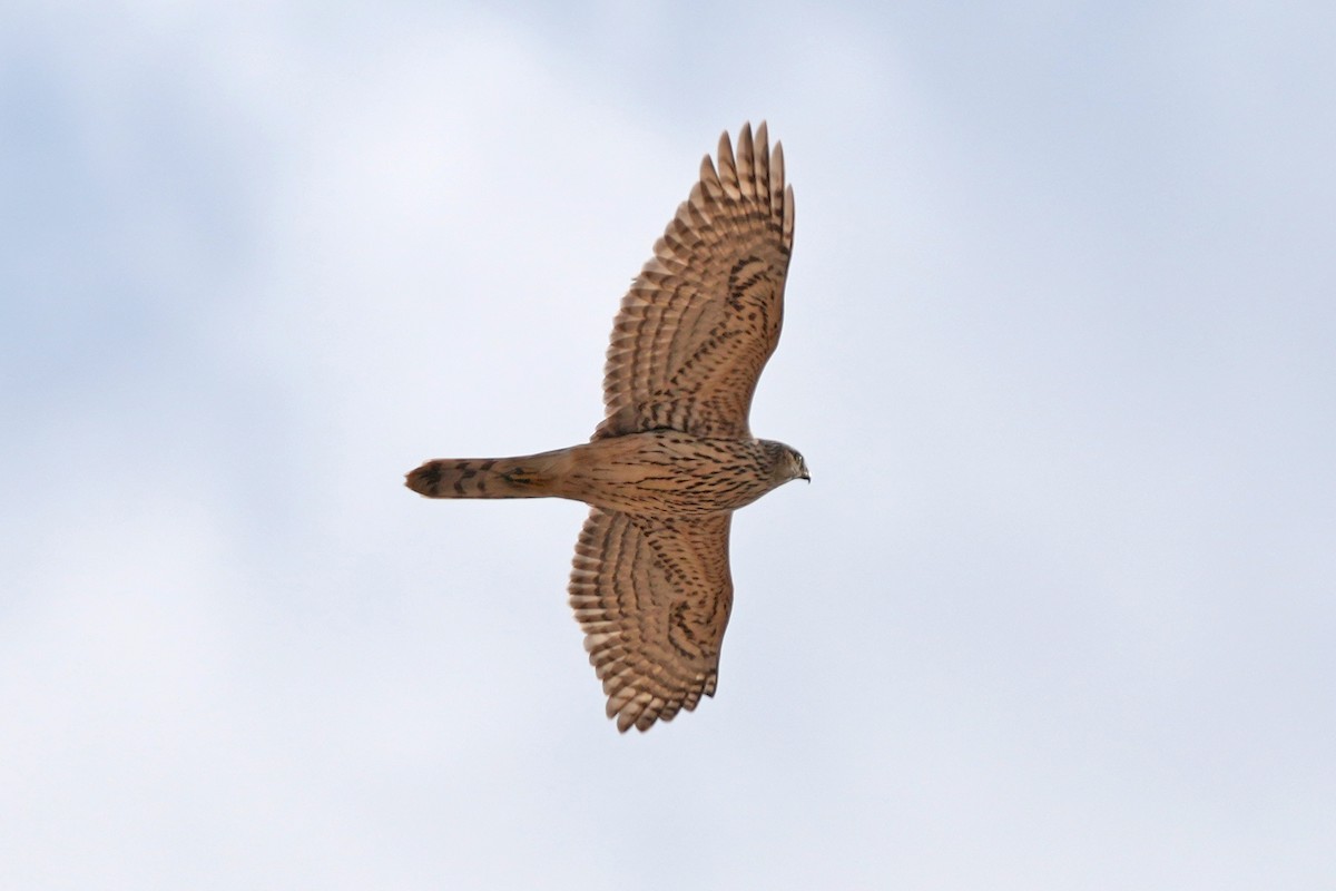 蒼鷹 - ML646797369