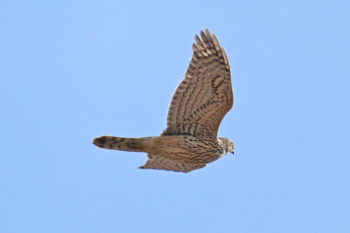 蒼鷹 - ML646797370