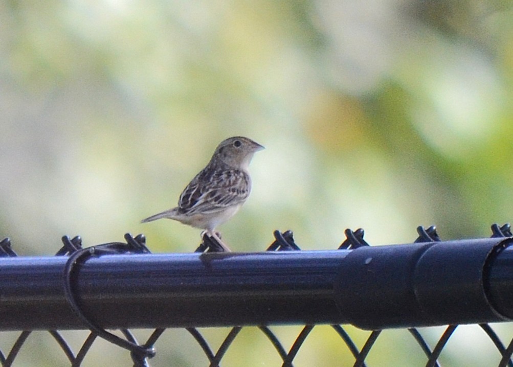 Grasshopper Sparrow - ML646797378