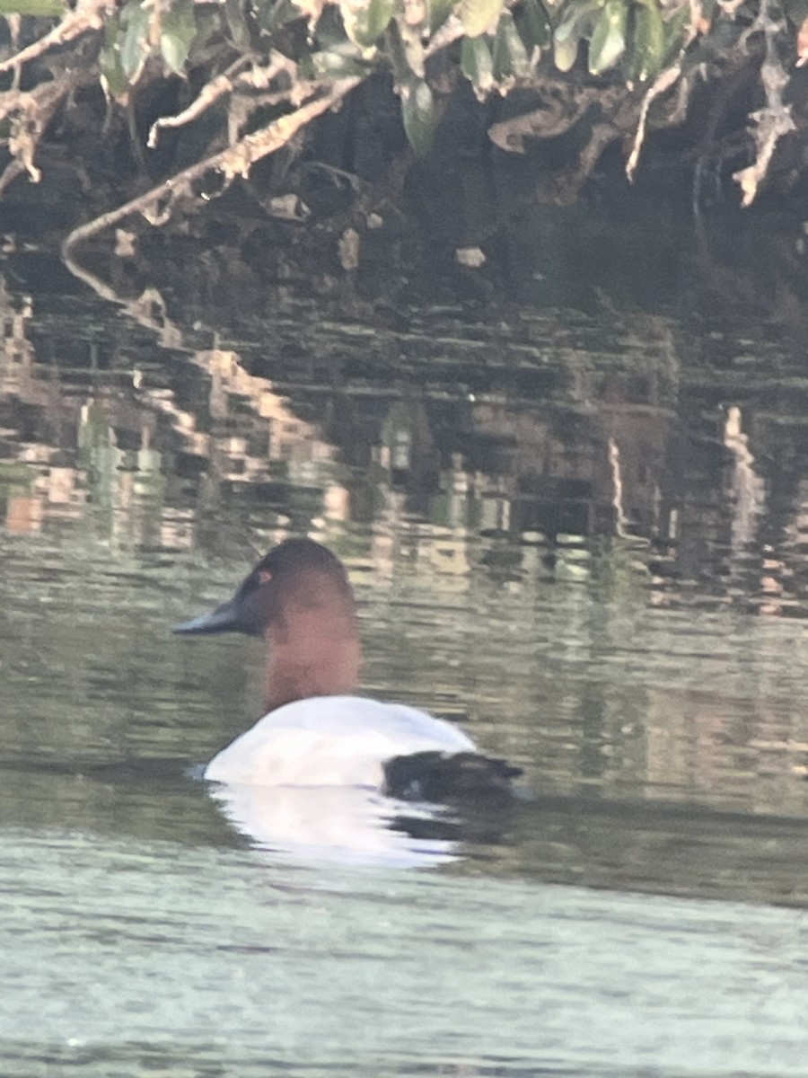 Парусиновый нырок - ML646797380