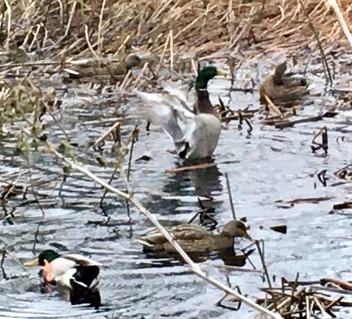 Mallard - ML646797383