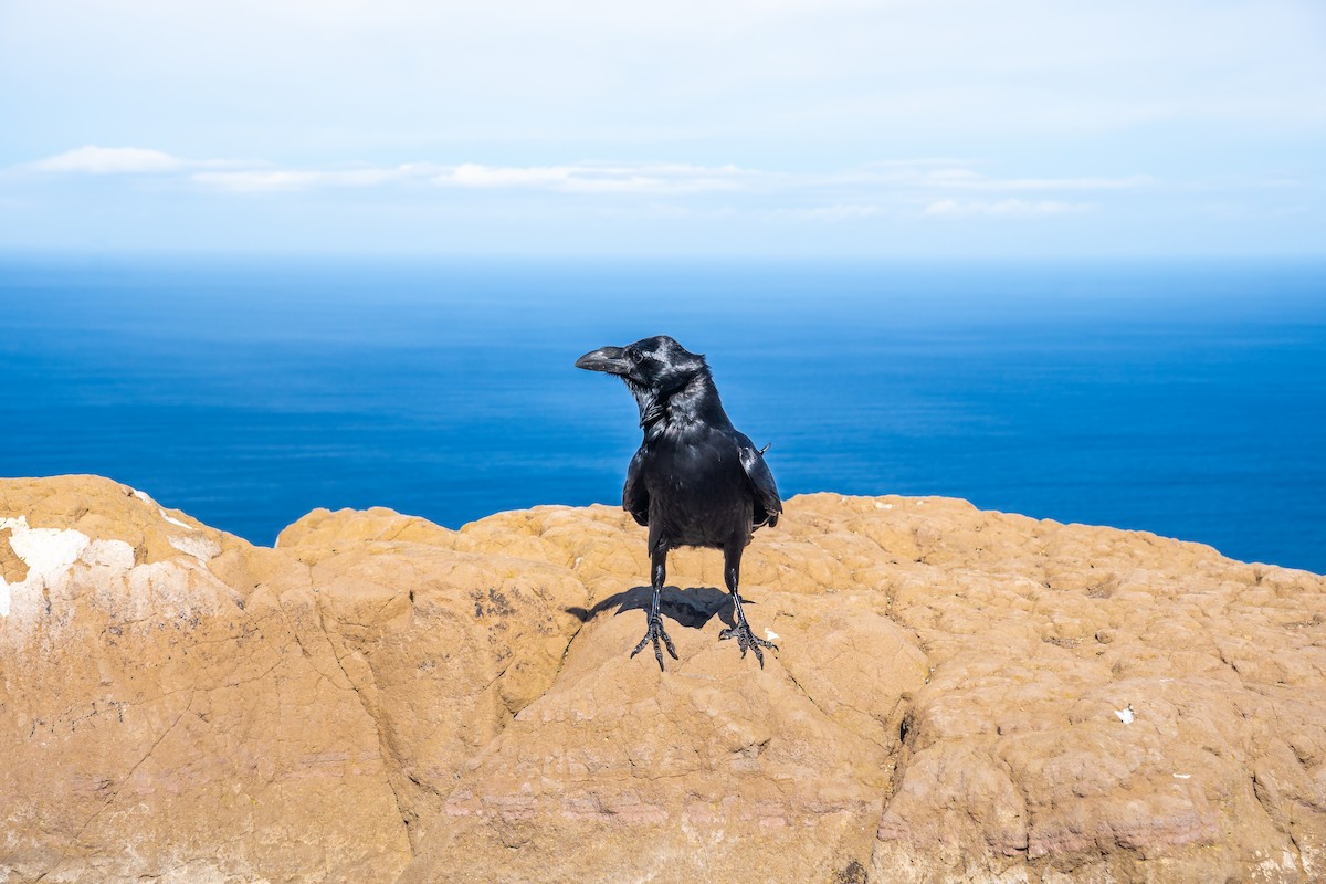 ワタリガラス - ML646797385