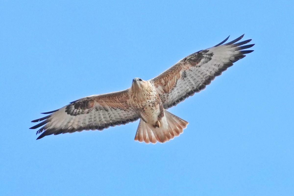 Long-legged Buzzard - ML646797386