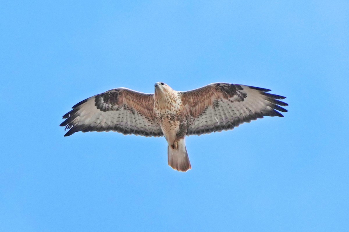 Long-legged Buzzard - ML646797387