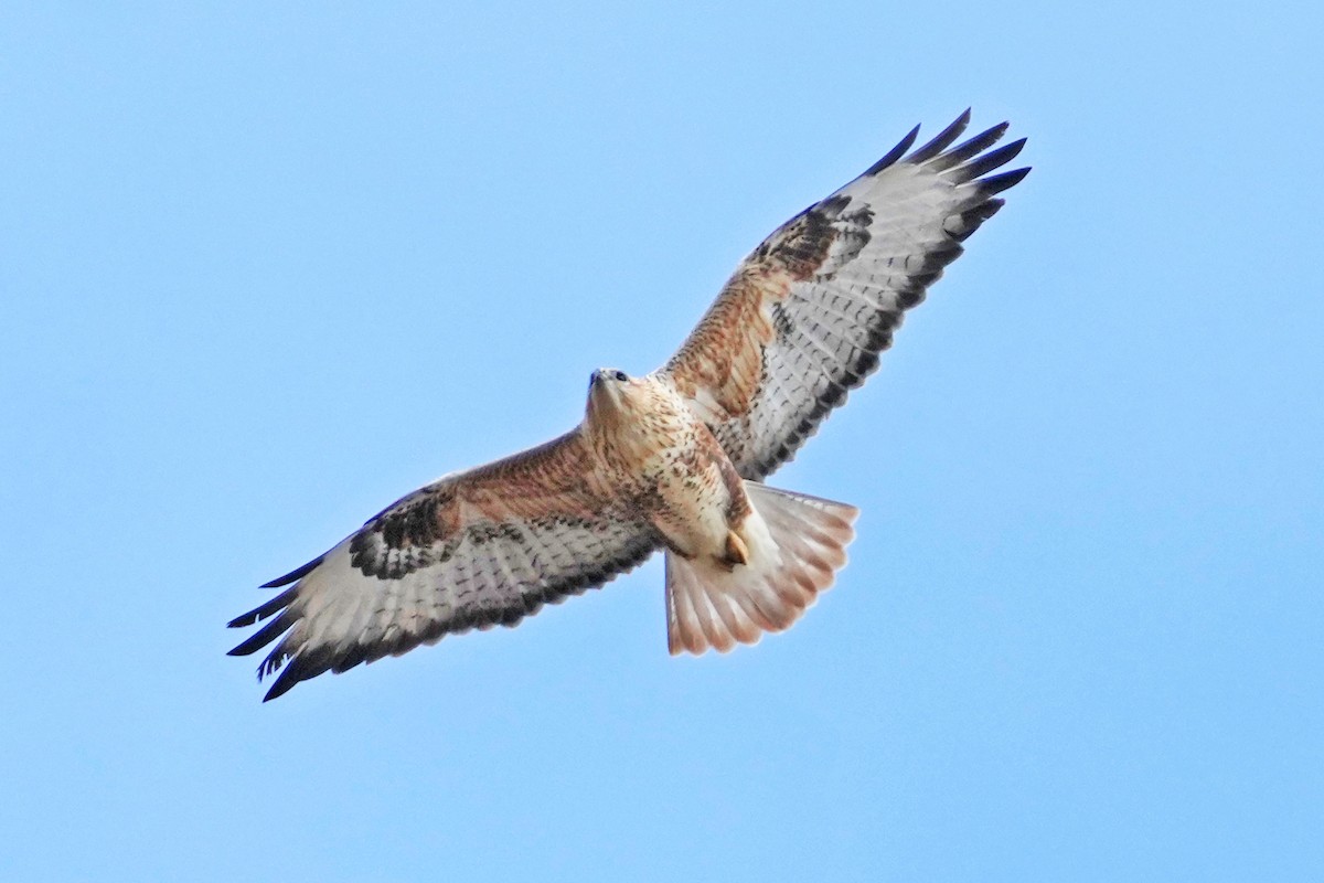 Long-legged Buzzard - ML646797388