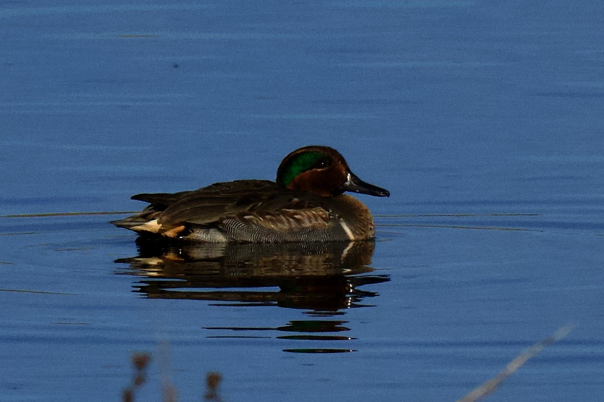 Green-winged Teal - ML646797391