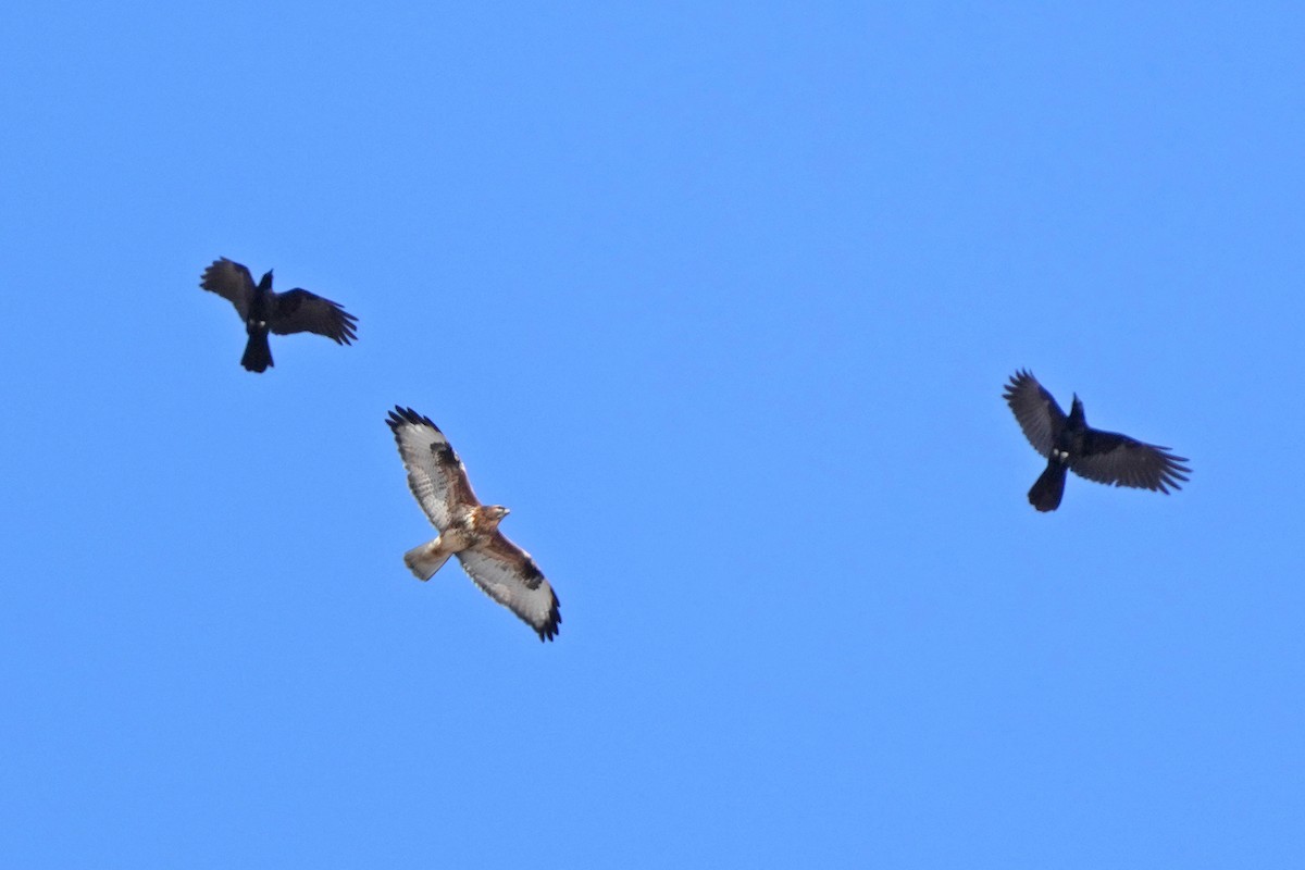 大鵟 - ML646797399