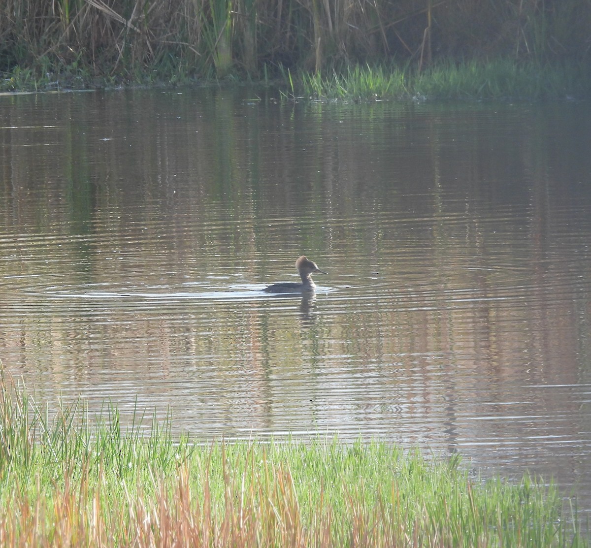 Kappensäger - ML646797400