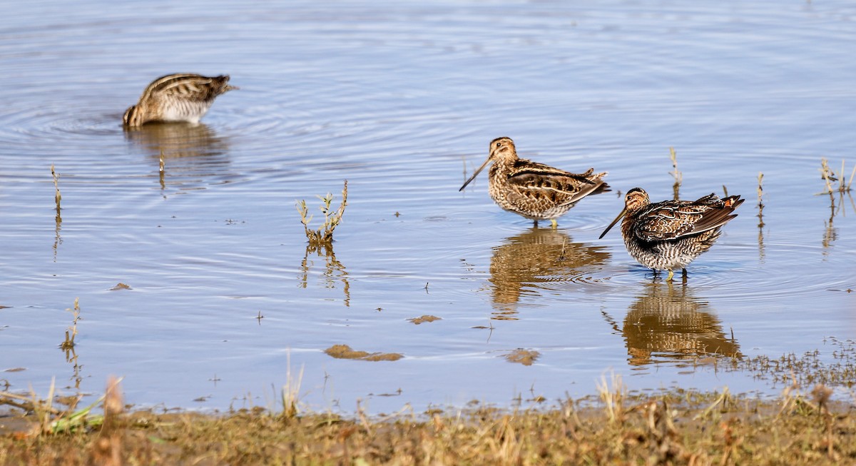 Wilsonbekassine - ML646797403