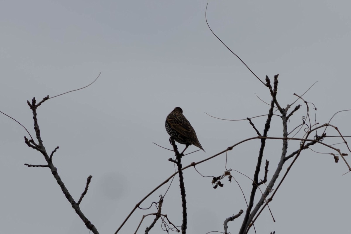 Шпак звичайний - ML646797405