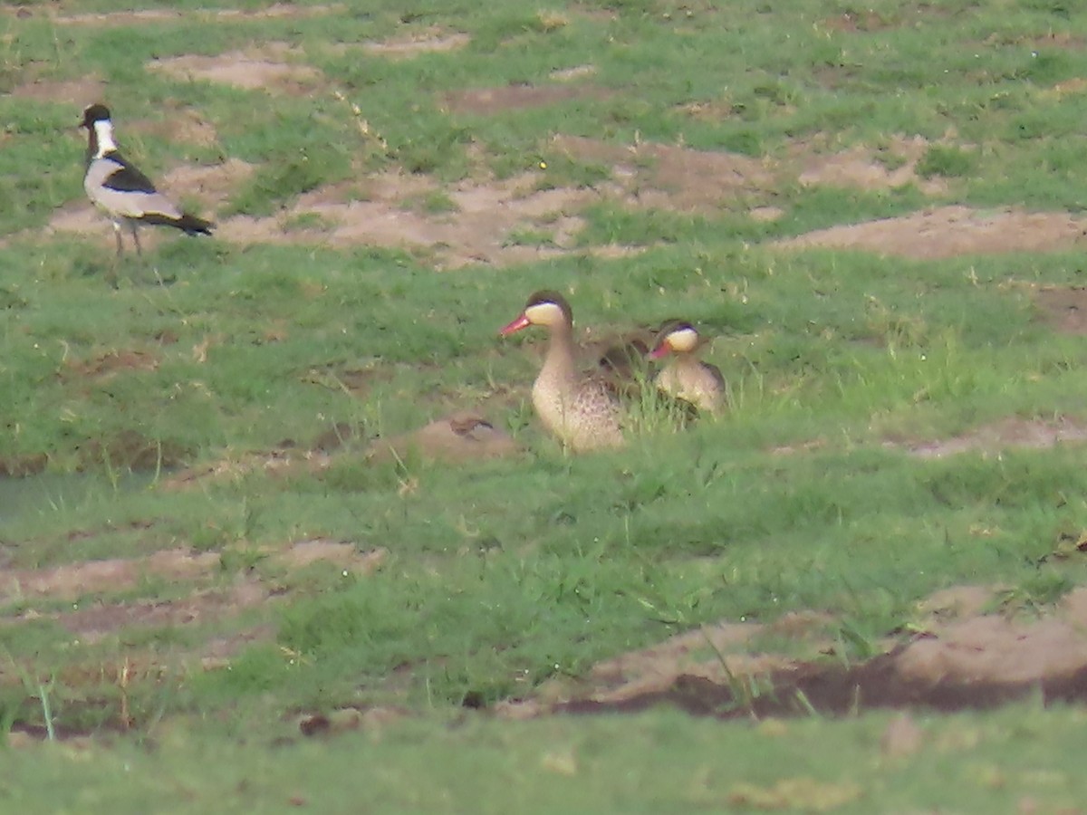 Red-billed Duck - ML646797406