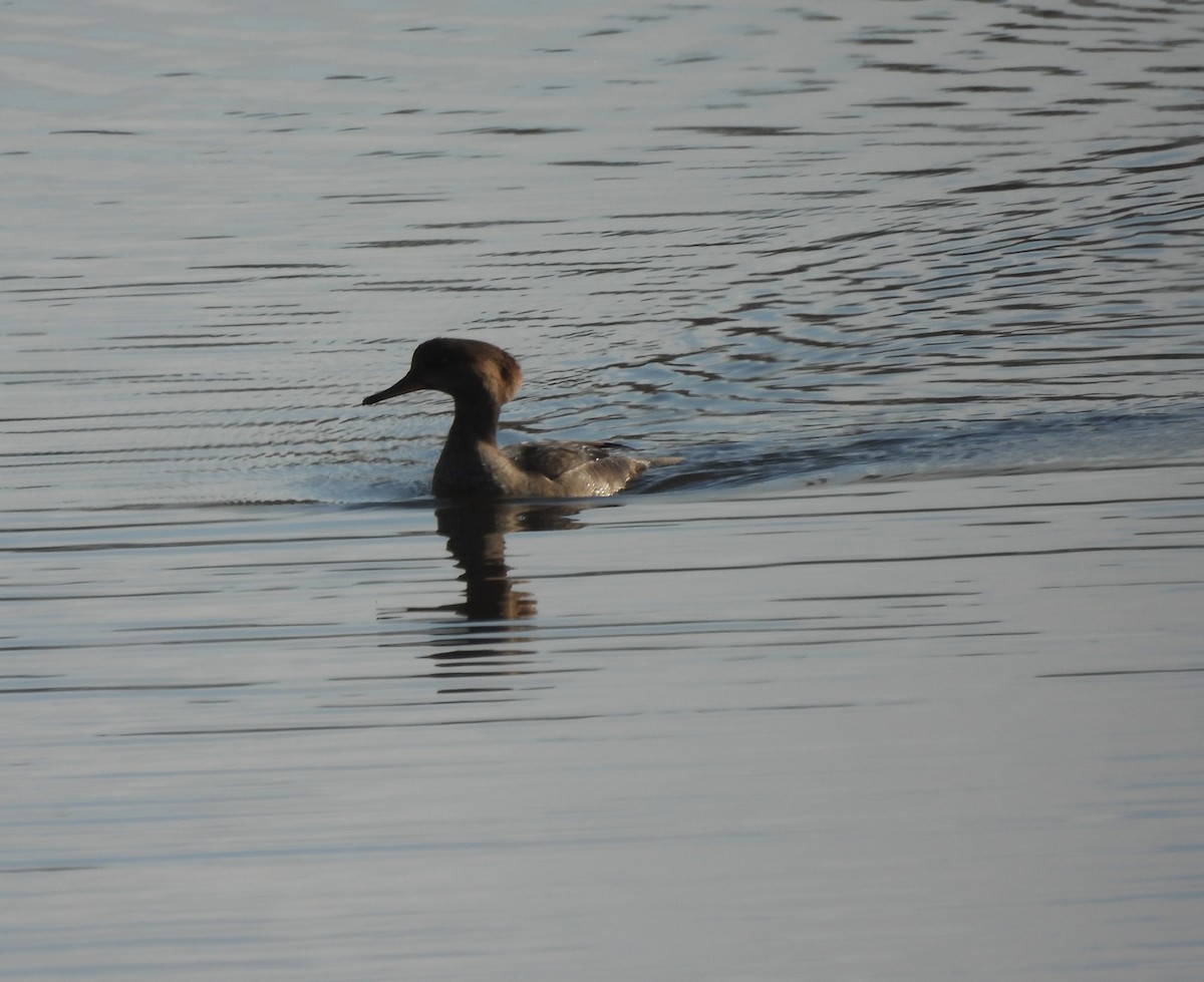 Kappensäger - ML646797407