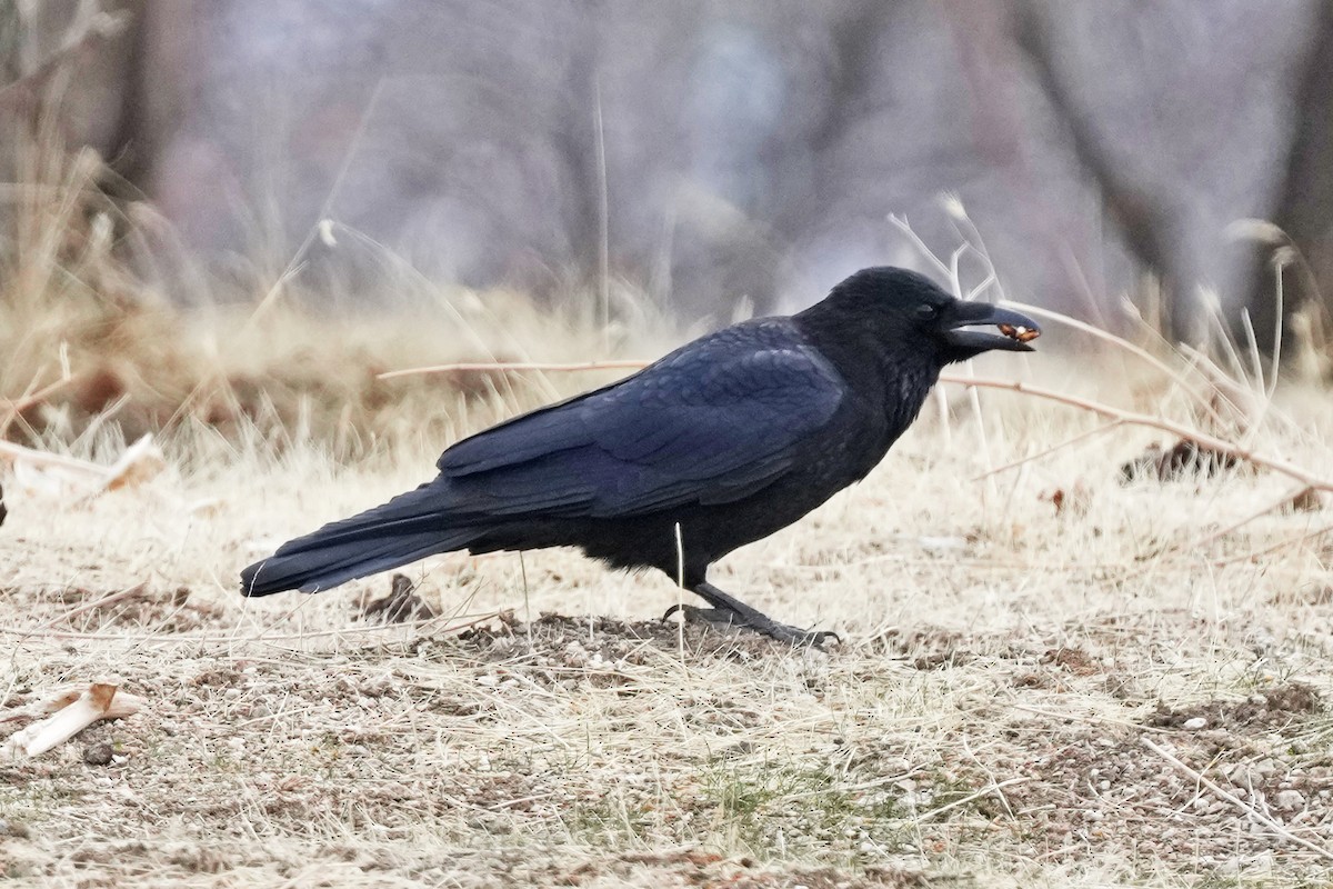 小嘴烏鴉 - ML646797408