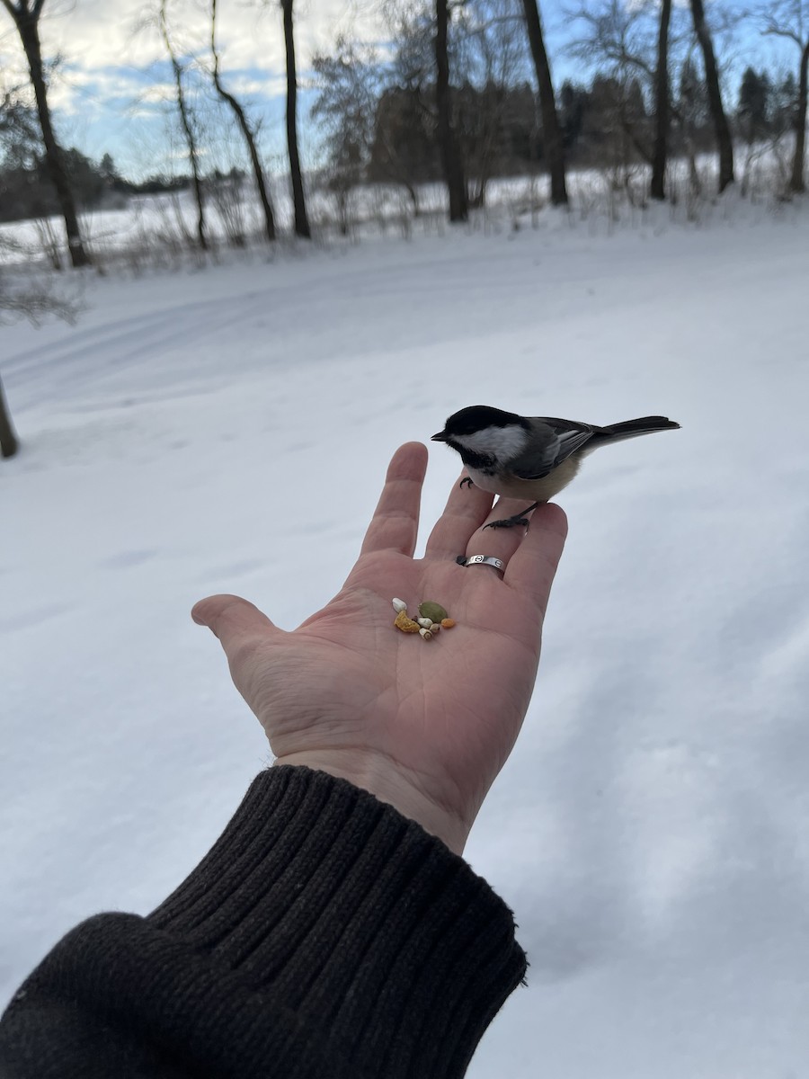 Black-capped Chickadee - ML646797409