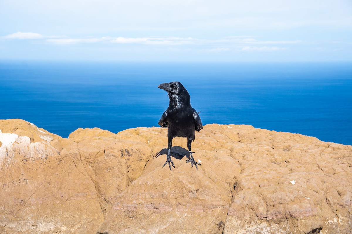 ワタリガラス - ML646797411