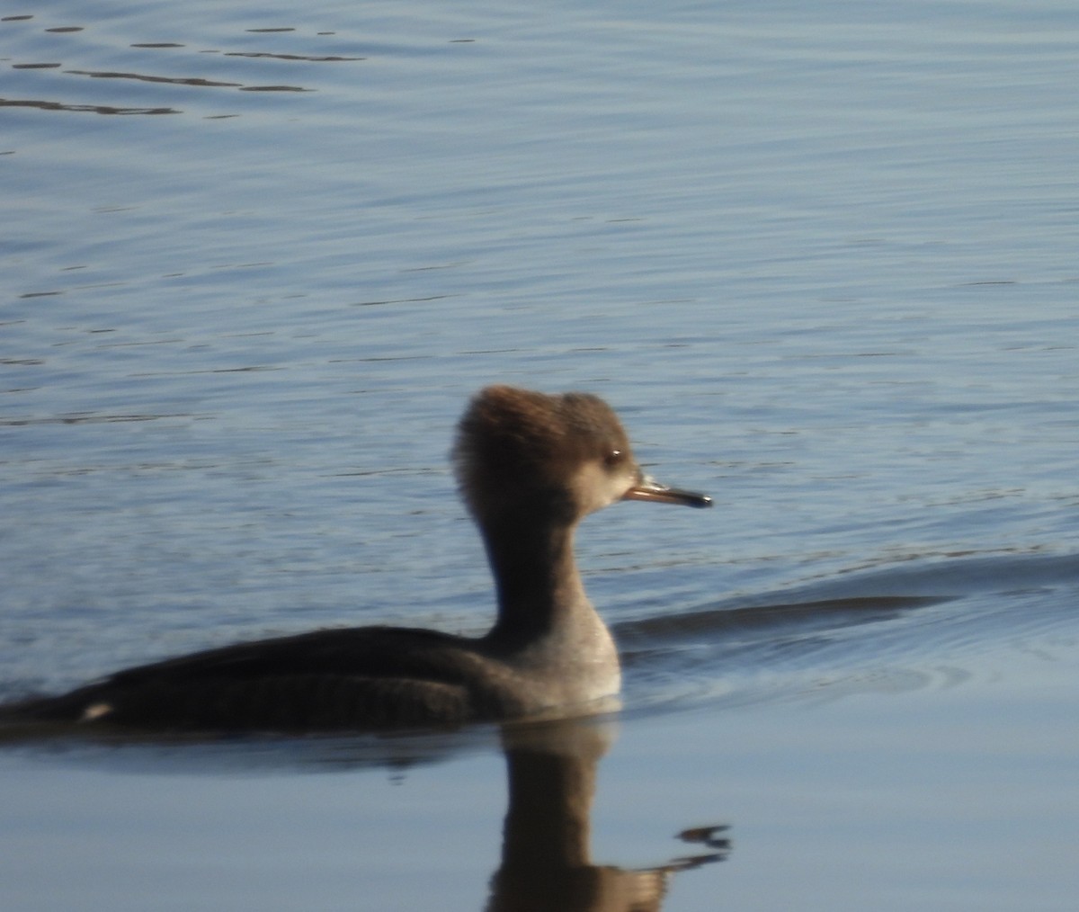 Kappensäger - ML646797412