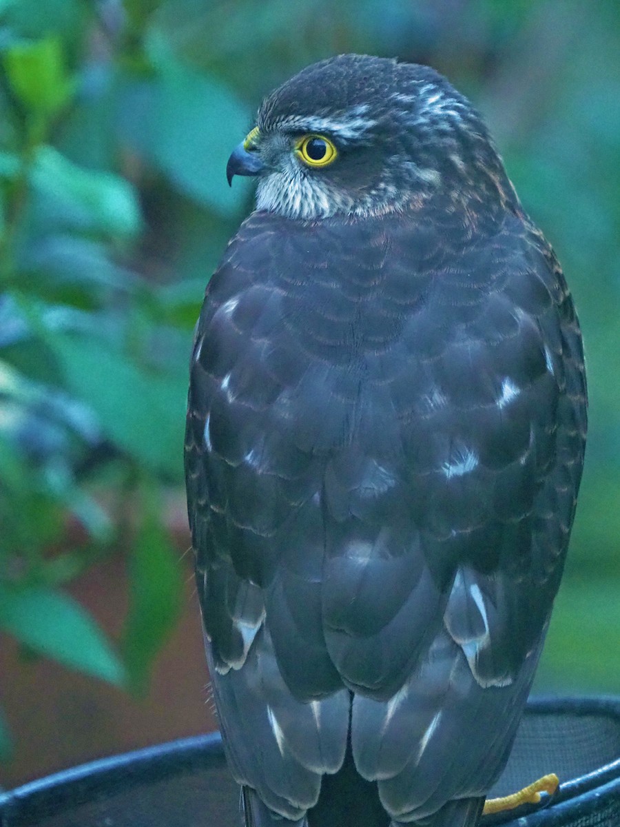 נץ מצוי - ML646797414