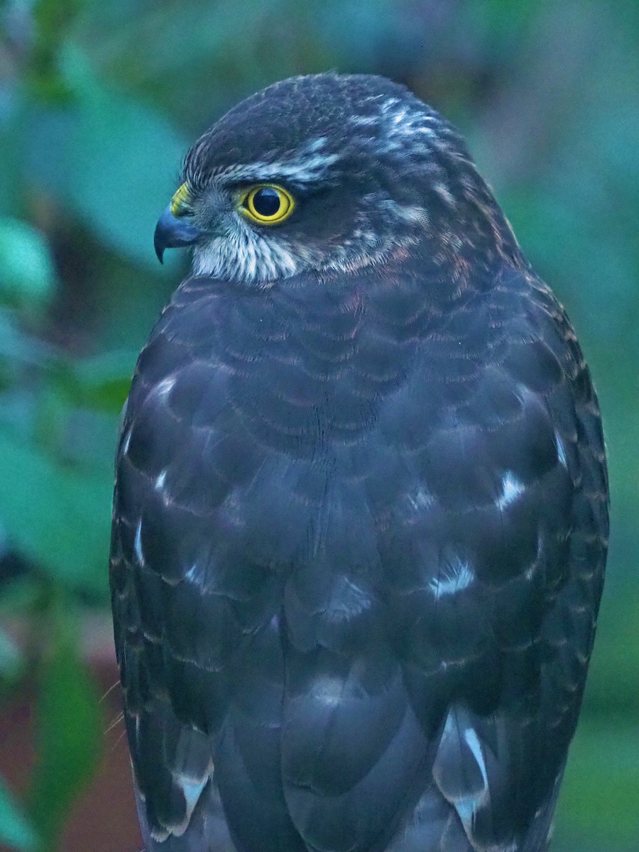 נץ מצוי - ML646797415