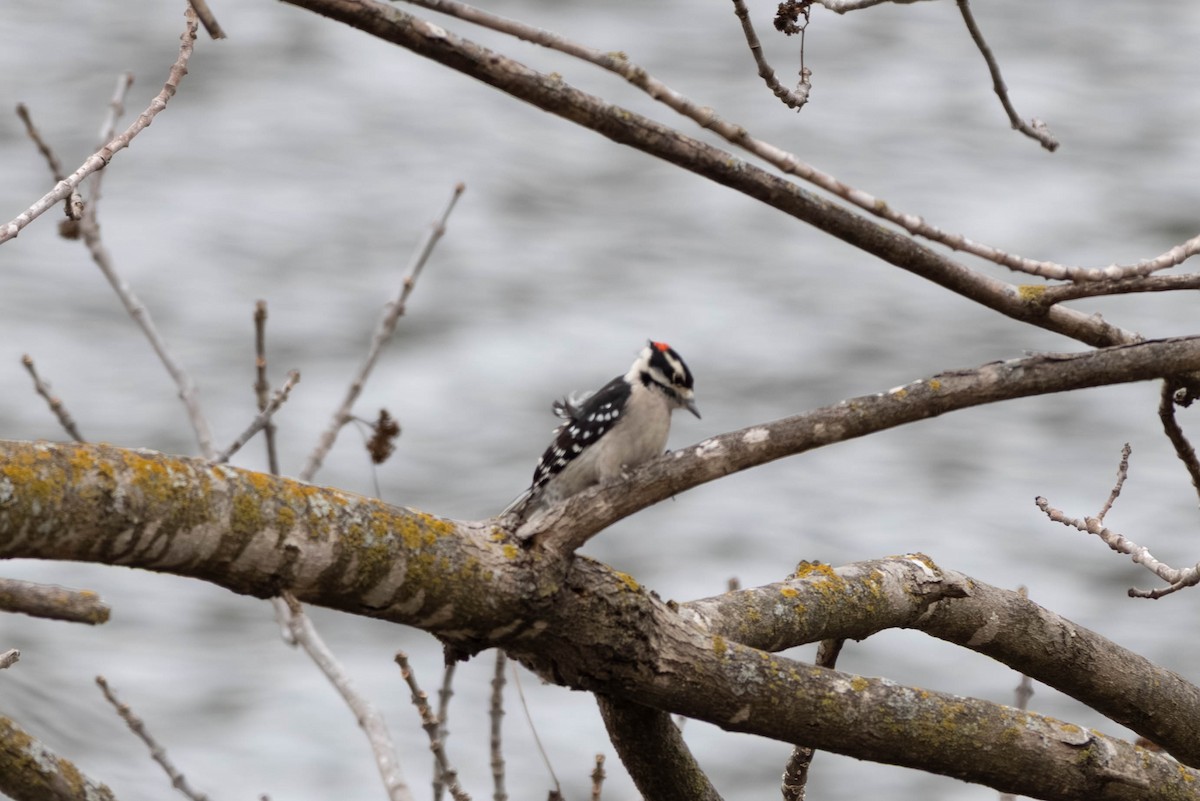 Дятел пухнастий (підвид pubescens/medianus) - ML646797416