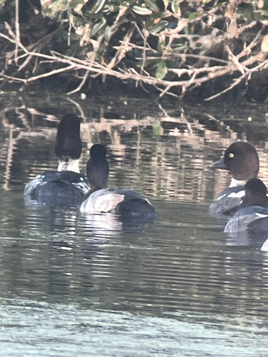 Гоголь - ML646797417