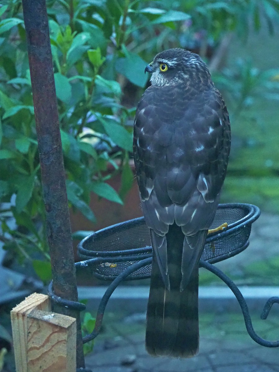 נץ מצוי - ML646797420