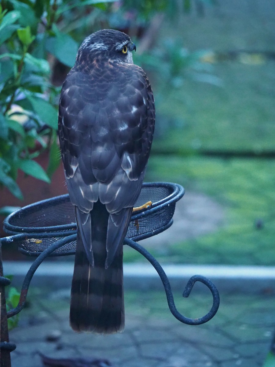 נץ מצוי - ML646797421