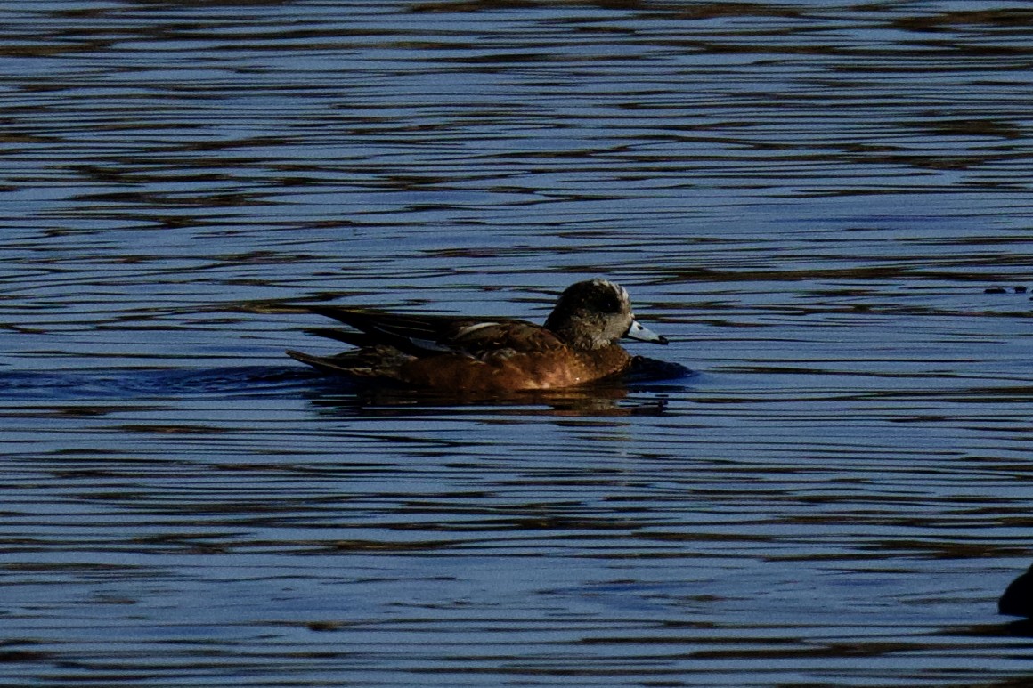 American Wigeon - ML646797422