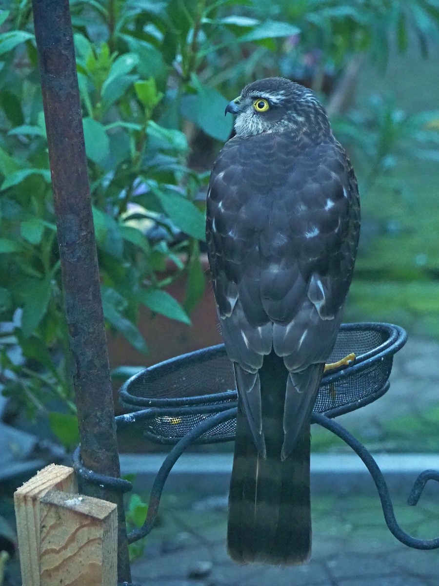 נץ מצוי - ML646797424