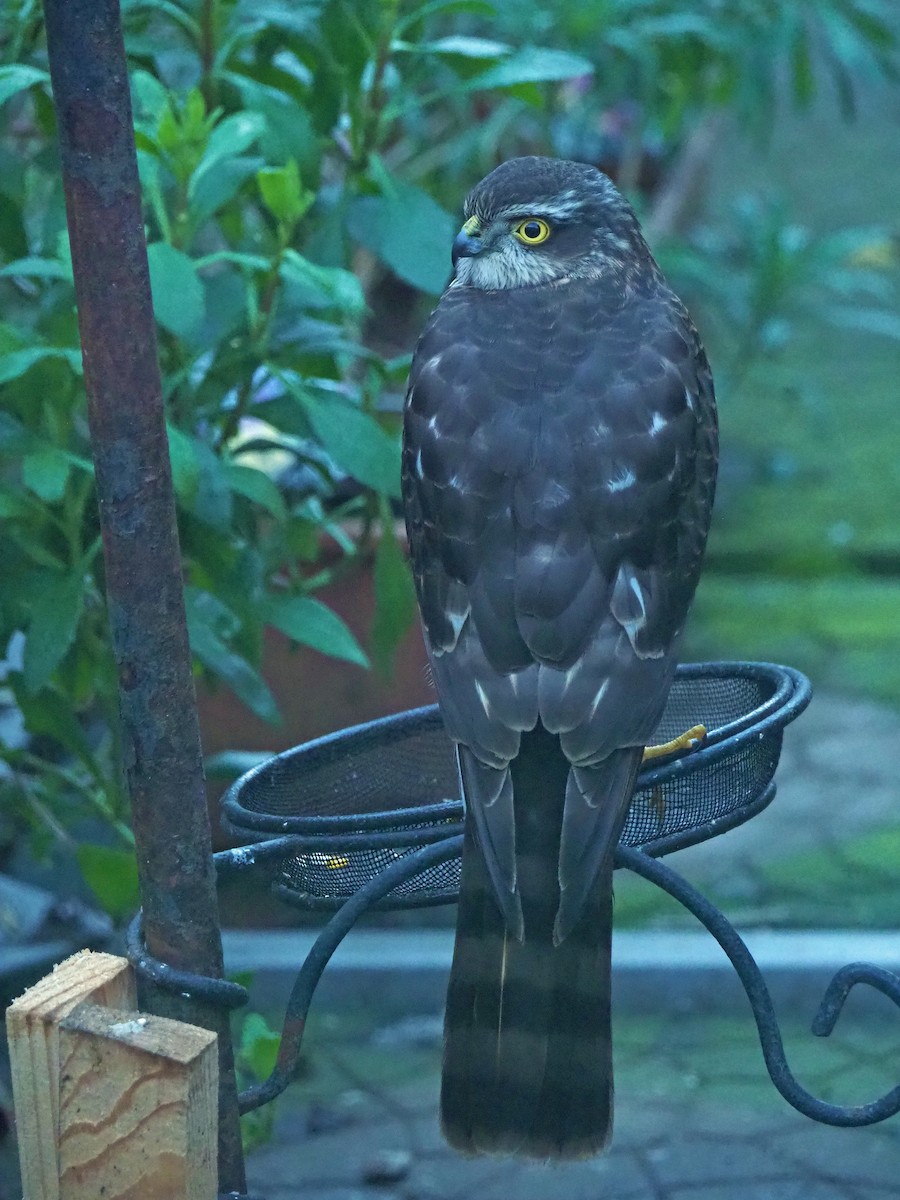 נץ מצוי - ML646797426