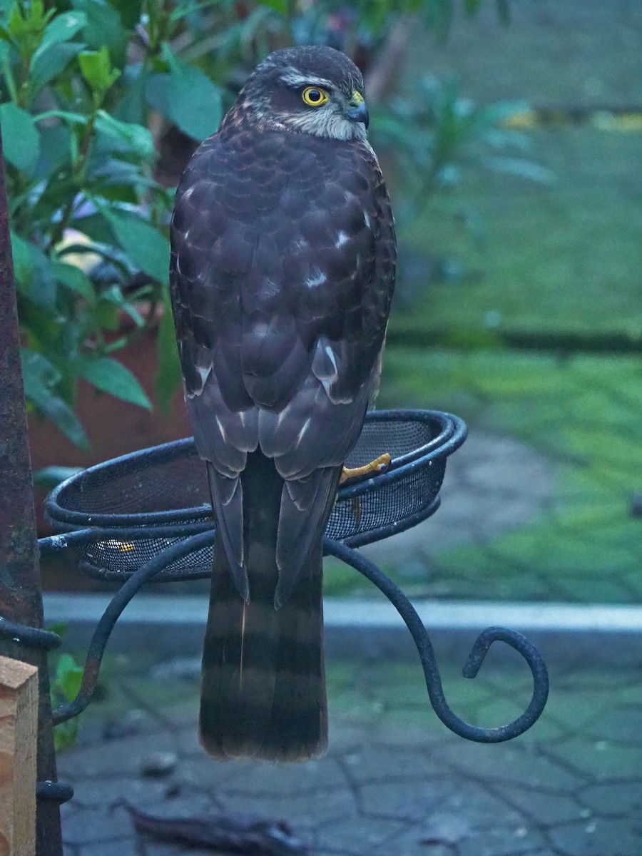 נץ מצוי - ML646797427