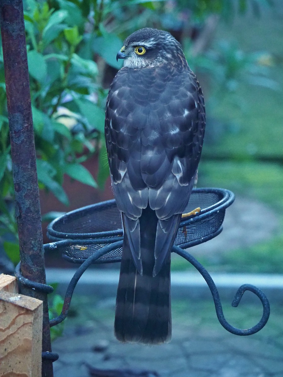 נץ מצוי - ML646797428